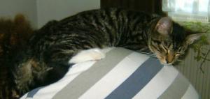 Katze Bremen