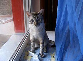 Katze Mecklenburg-Vorpommern