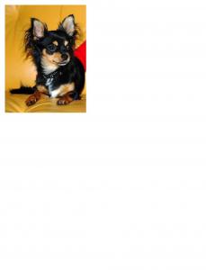 Hund Bremen