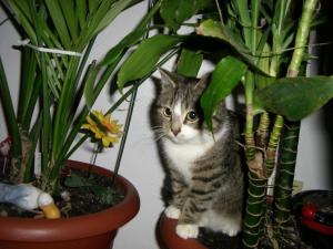 Katze Bremen