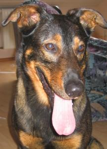 Hund Hessen