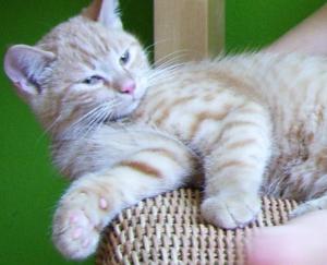 Katze Thüringen
