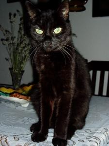 Katze Sachsen-Anhalt