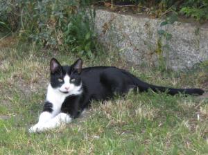 Katze Sachsen-Anhalt