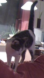 Katze Bremen