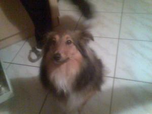 Hund Schleswig-Holstein