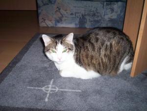 Katze Sachsen-Anhalt