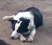 Hund Schleswig-Holstein