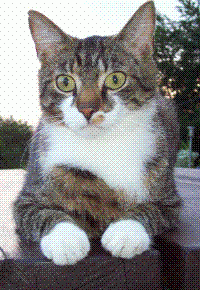 Katze Thüringen