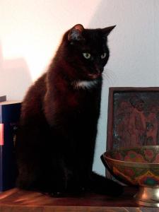 Katze Sachsen