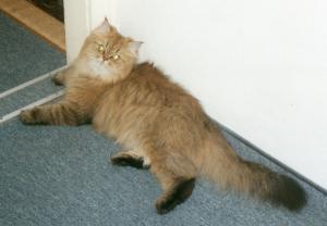 Katze Sachsen