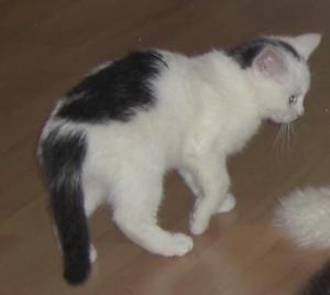 Katze Thüringen
