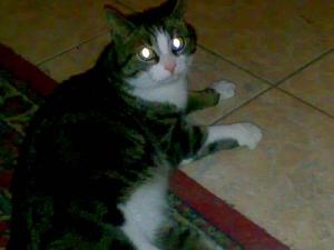 Katze Saarland