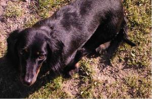 Hund Mecklenburg-Vorpommern