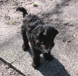 Hund Schleswig-Holstein