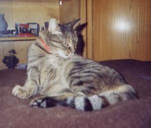 Katze Sachsen