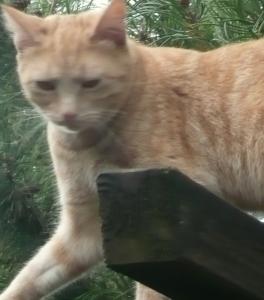 Katze Sachsen