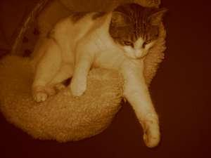 Katze Bremen