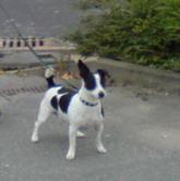 Hund Schleswig-Holstein