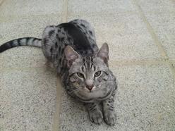 Katze Mecklenburg-Vorpommern