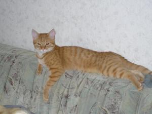 Katze Sachsen