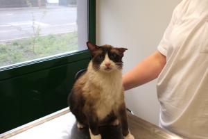 Katze Hessen