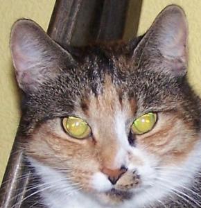 Katze Berlin