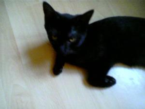 Katze Thüringen