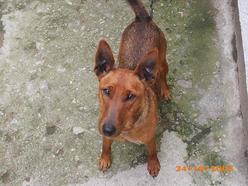 Hund Thüringen