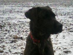 Hund Sachsen