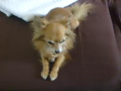 Hund Berlin