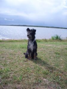 Hund Sachsen