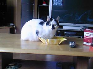 Katze Bremen