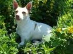 Hund Baden-Württemberg