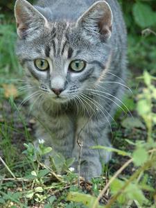 Katze Hamburg