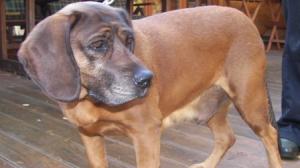 Hund Brandenburg