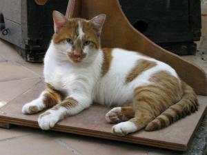 Katze Anderes Land
