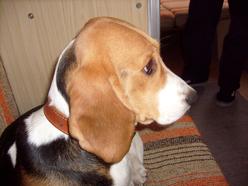 Hund Brandenburg