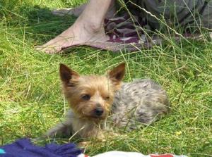 Hund Berlin