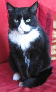 Katze Bremen