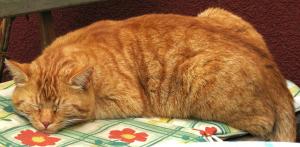 Katze Thüringen