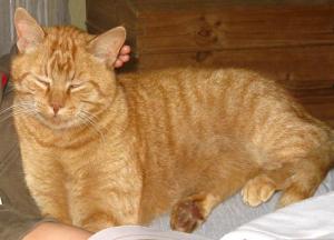 Katze Thüringen