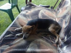 Hund Thüringen