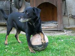 Hund Thüringen