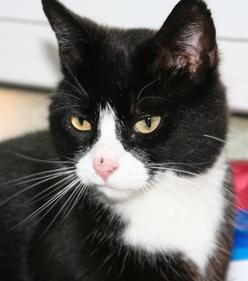 Katze Hamburg