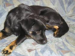 Hund Bayern