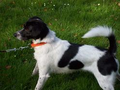 Hund Thüringen