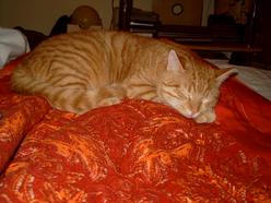Katze Brandenburg