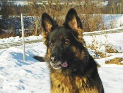 Hund Tirol