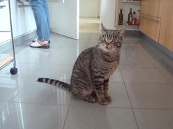 Katze Baden-Württemberg